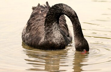 A Moment of Meal with Black Swan under Sunlight