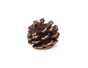 brown pine cone isolated on white background