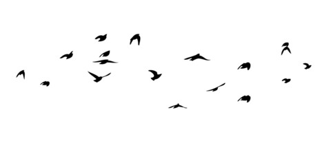 a flock of birds flying off. black and white vector illustration