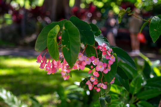 Vibrant pink flowers of a Scarlet Begonia tree (begonia coccinea) 