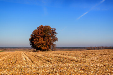 Jesień w Narwiańskim Parku Narodowym, Podlasie, Polska