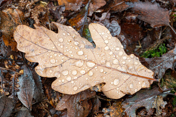 Raindrops on golden autumnal fall tree and leaf colours at the Downs Banks, Barlaston in Staffordshire.