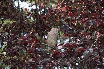 red cardinal on a branch