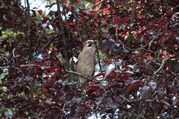 red cardinal on a branch