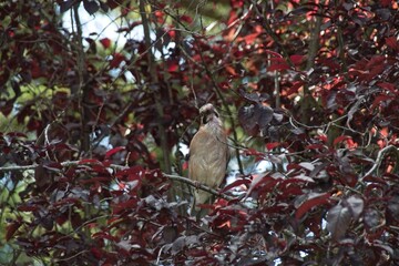 red cardinal on a branch