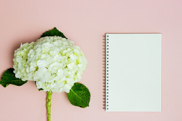 A white hydrangeas with a blank notebook over the pink Tabe. 