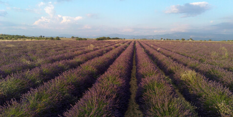 Photo aérienne de champs de lavande sur le plateau de Valensole, Alpes-de-Haute-Provence, France