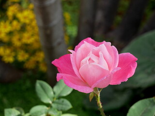 Rosa de tonos rosados