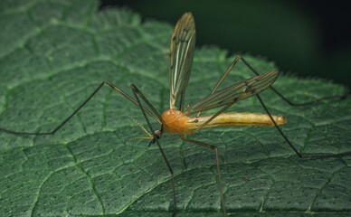 Fototapeta premium Insect