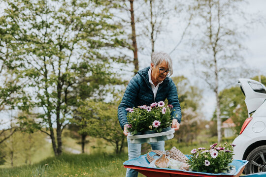 Woman loading flowers on wheelbarrow
