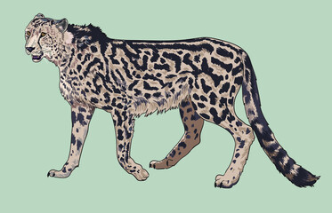 King cheetah pictures, rare, wild animal, art.illustration, vector