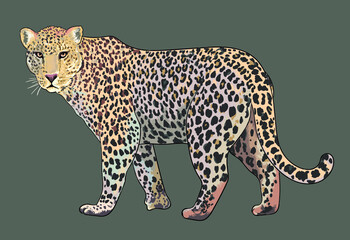 Jaguar pictures, wild animal. art.illustration vector