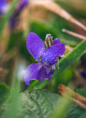 Wild flowers