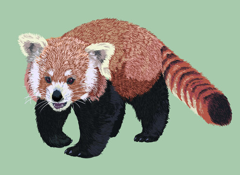 Red panda pictures, endangered, wild animal, art.illustration, vector