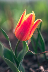 Naklejka premium Tulip