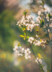 Cherry tree blooming