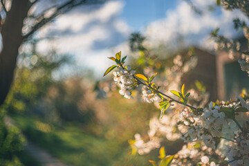 Cherry tree blooming