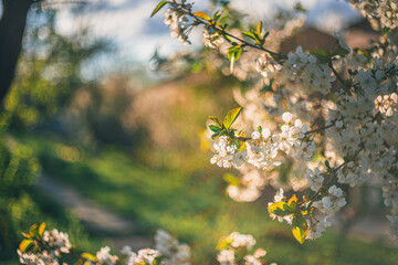 Cherry tree blooming