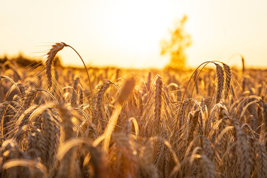 Rye field at sunset