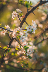 Fruit tree blooming