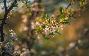 Fruit tree blooming