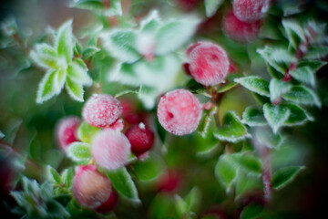 Frozen beauty. Snow falling at the trees branches
