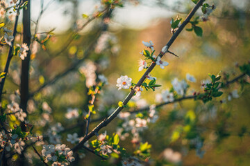 Fruit tree blooming