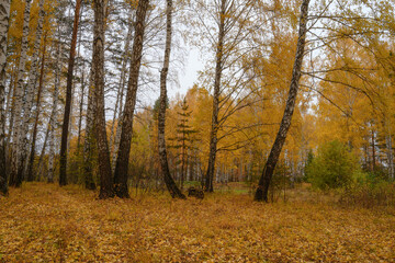 Golden autumn in a birch grove. The leaves on the trees are colored yellow. A golden carpet of fallen leaves spreads underfoot. Warm day in the Middle Urals (Russia). Autumn landscape