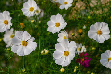 Delicate white flowers of cosmos on a bush on a summer day. White flowers. close-up with selective focus. Blooming cosmos in summer. A flower with petals and a yellow core. 