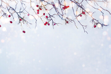 Winter frosty background with glitter lights and red berry branches