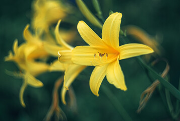 Obraz premium Garden flower