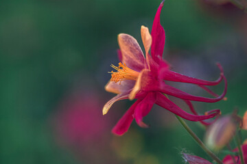 Obraz premium Garden flower