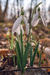 Snowdrop
