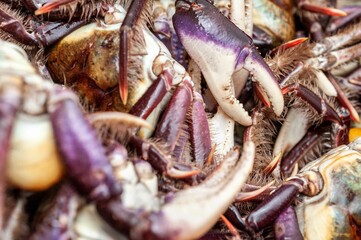 fresh crab