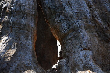 Mammutbaum im Yosemite National Park, Kalifornien