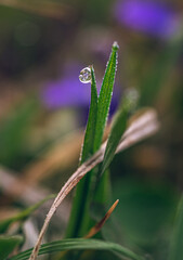 Spring morning dew