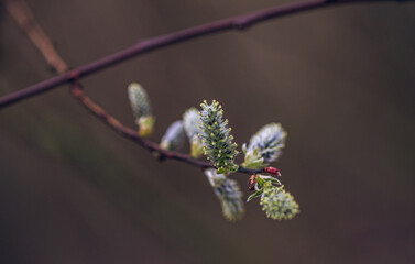 Spring nature