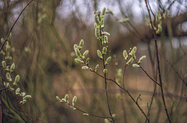 Spring nature
