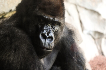 Obraz premium Gorilla