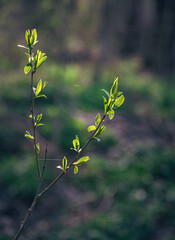 Spring nature