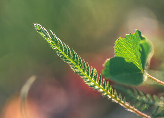 Spring nature