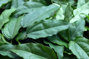Fresh tiliacora triandra green leaves