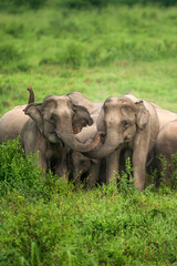 Herd of Asian Elephant protective an elephant calf on the grassland. - 469890527