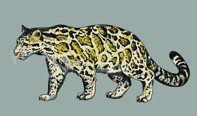 Clouded leopard pictures,wild animal ,art.illustration, vector