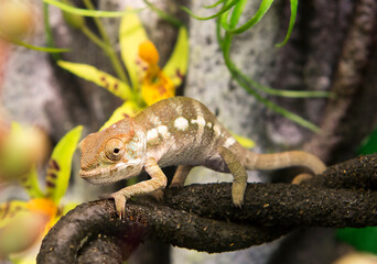 Panther Chameleon.
This is a brightly colored species of reptile lizards that live in the tropical forests of the Republic of Madagascar. The total length reaches 52 cm .