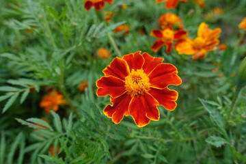 Simple red flower head of Tagetes patula in mid July