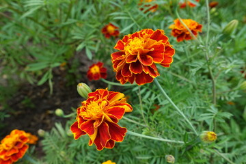 Obraz na płótnie Canvas Some red and yellow flower heads of Tagetes patula in July