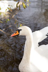 Obraz premium Beautiful white swan on the lake, close up