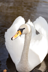 Obraz premium Beautiful white swan