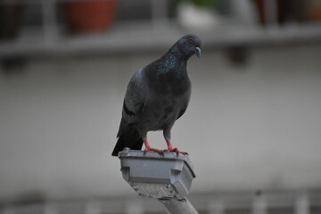 pigeon on the roof